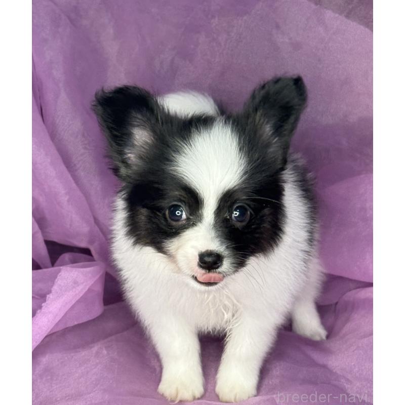 販売中の三重県のパピヨン-447972の12枚目