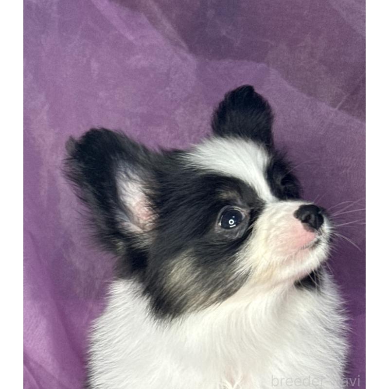 販売中の三重県のパピヨン-447972の11枚目