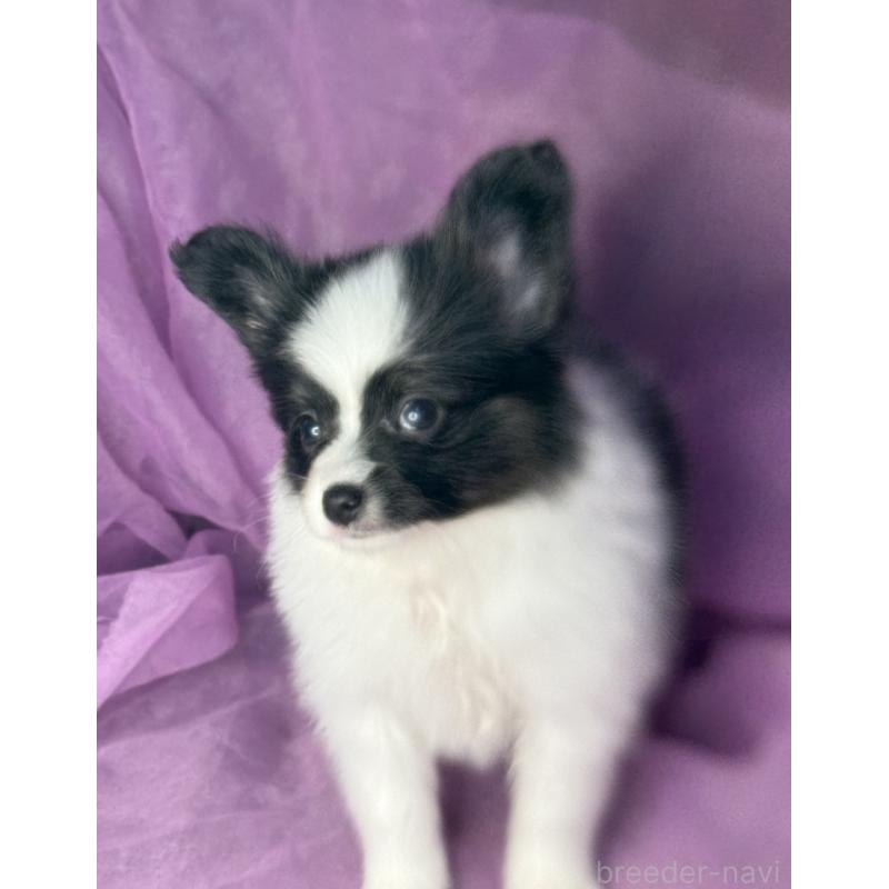 販売中の三重県のパピヨン-447972の9枚目