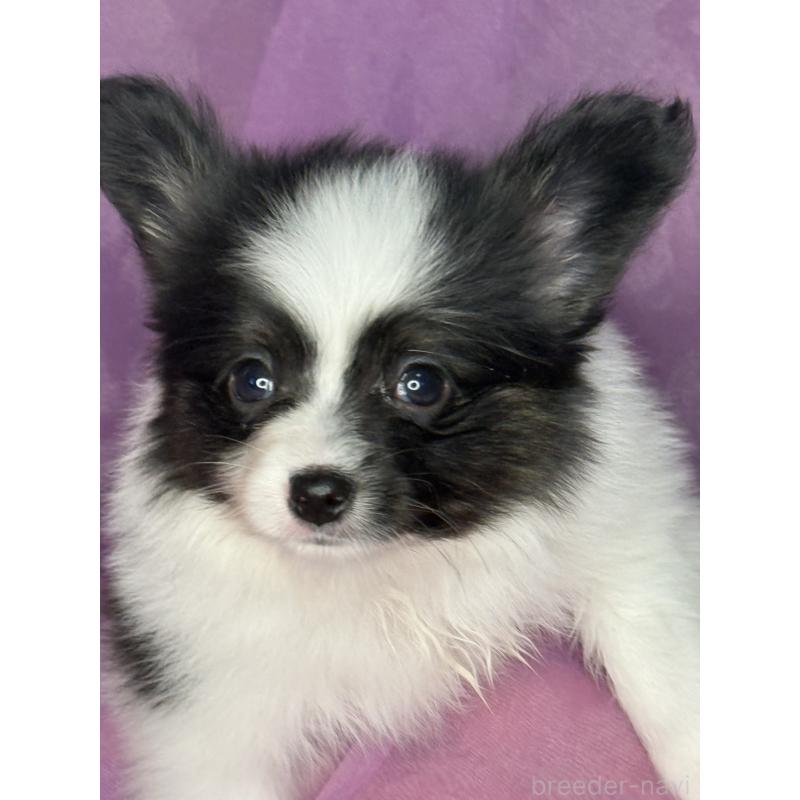 販売中の三重県のパピヨン-447972の8枚目