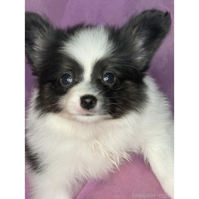 販売中の三重県のパピヨン-447972の7枚目