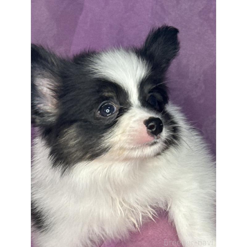 販売中の三重県のパピヨン-447972の6枚目