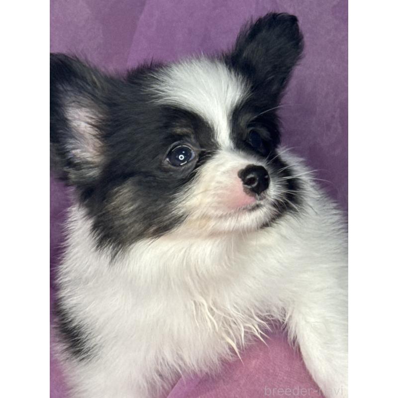 販売中の三重県のパピヨン-447972の5枚目