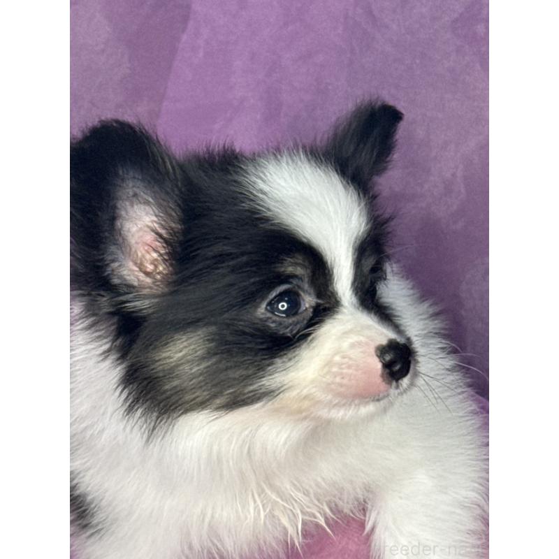 販売中の三重県のパピヨン-447972の4枚目