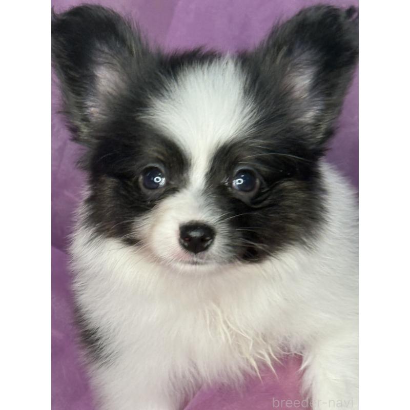 販売中の三重県のパピヨン-447972の3枚目