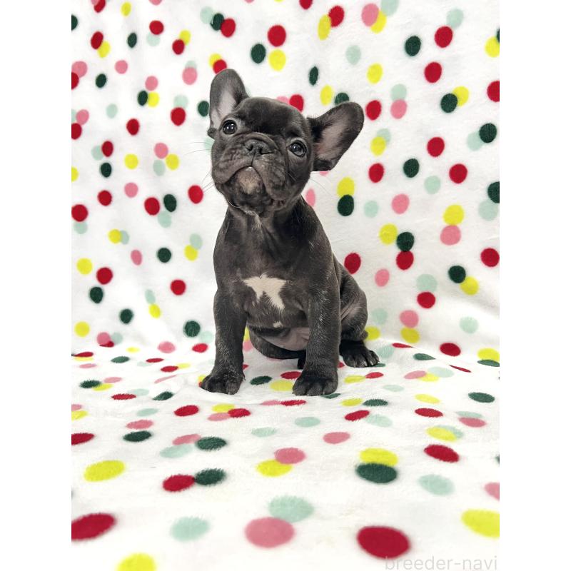 販売中の香川県のフレンチブルドッグ-439976の4枚目