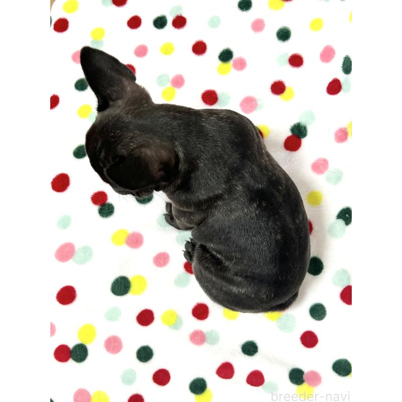 販売中の香川県のフレンチブルドッグ-439976の2枚目