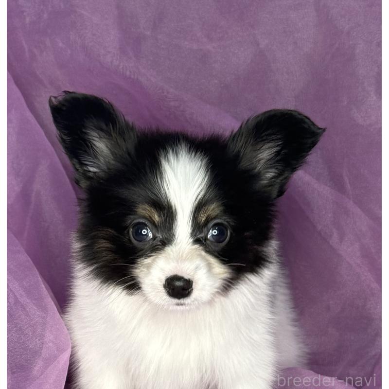 販売中の三重県のパピヨン-447974の7枚目