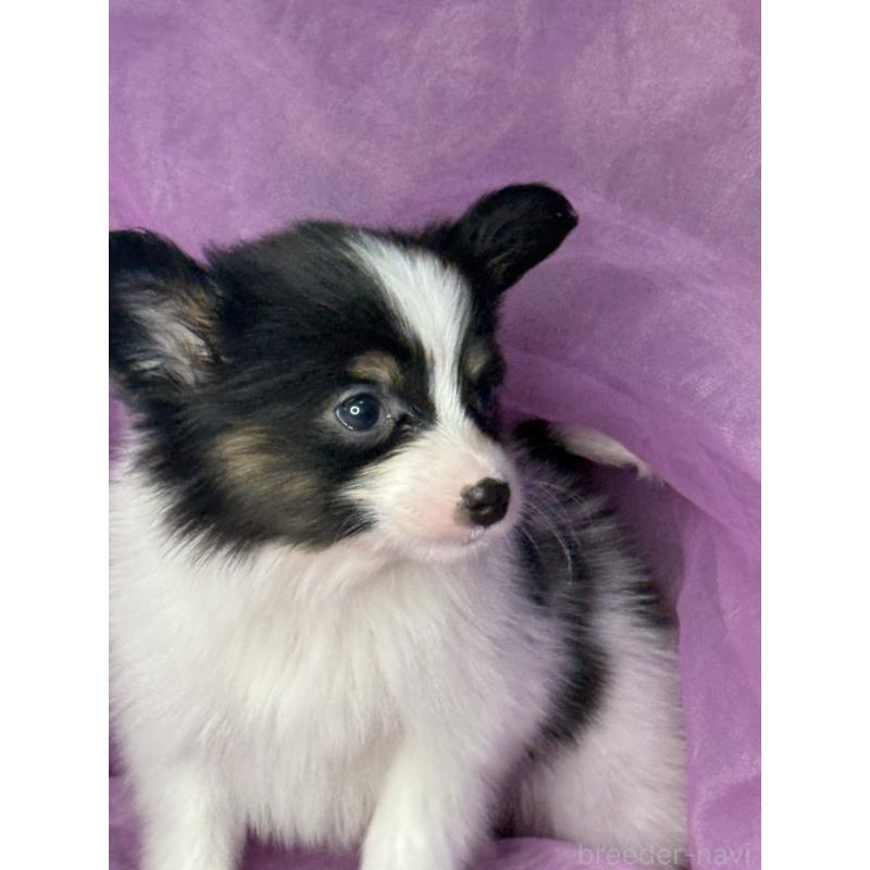 販売中の三重県のパピヨン-447974の8枚目