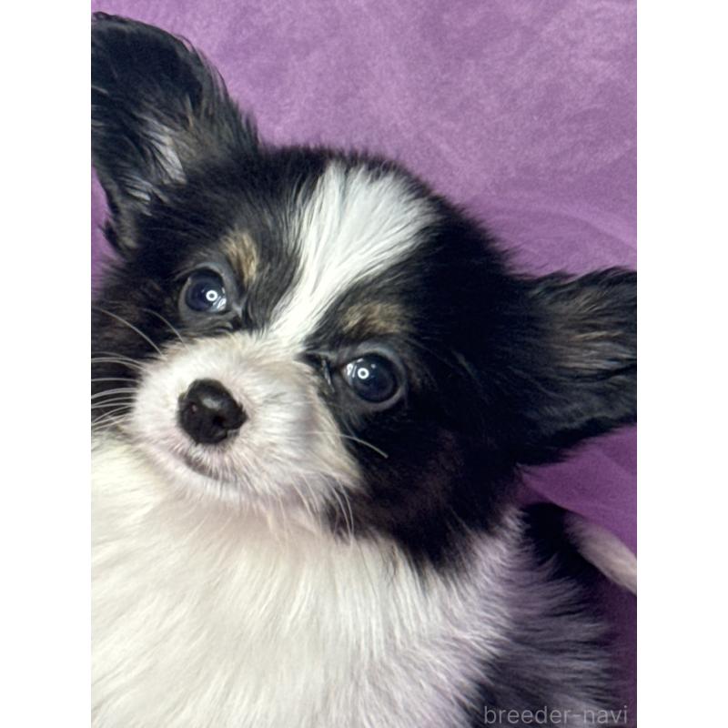 販売中の三重県のパピヨン-447974の6枚目