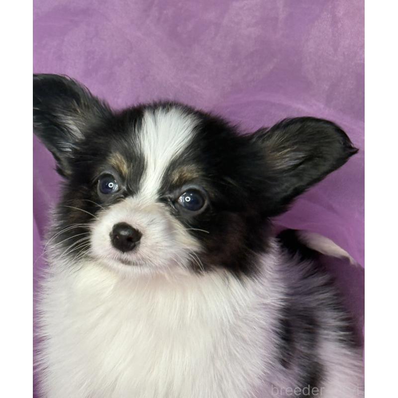 販売中の三重県のパピヨン-447974の5枚目