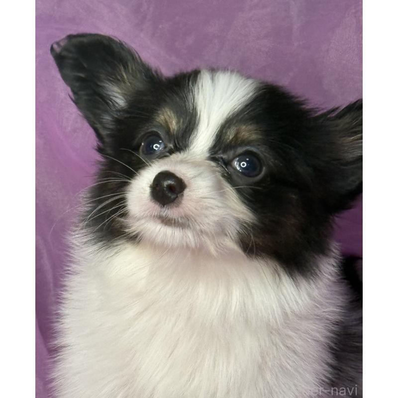 販売中の三重県のパピヨン-447974の4枚目