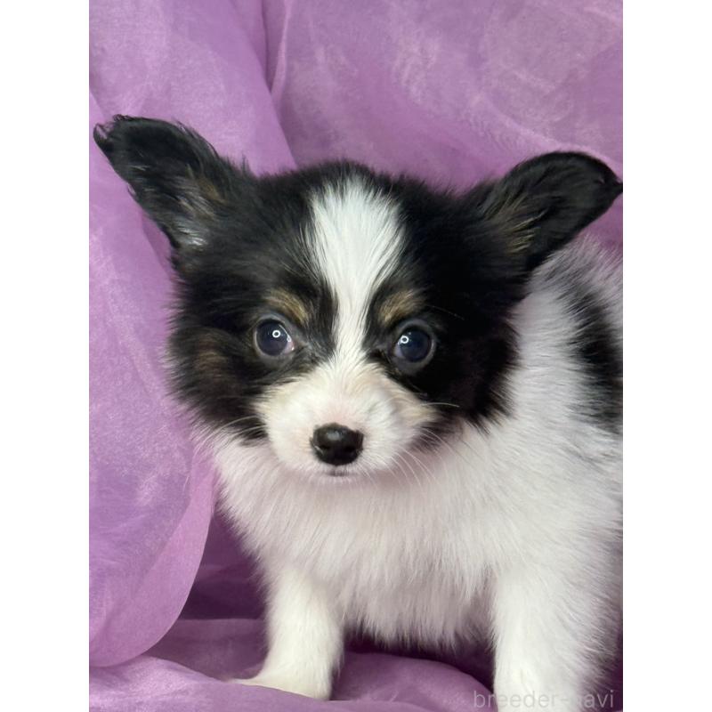 販売中の三重県のパピヨン-447974の3枚目