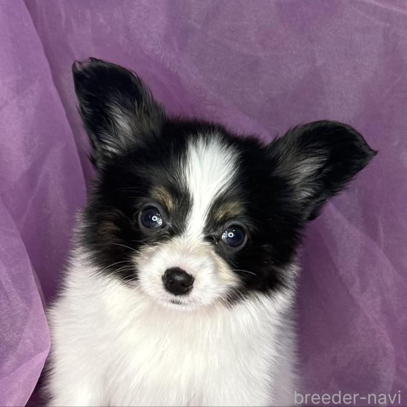 販売中の三重県のパピヨン-447974