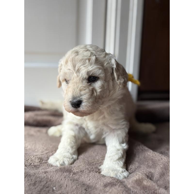 販売中の東京都のミディアムプードル-446038の3枚目