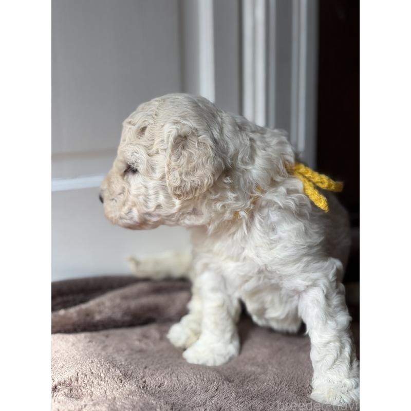 販売中の東京都のミディアムプードル-446038の2枚目