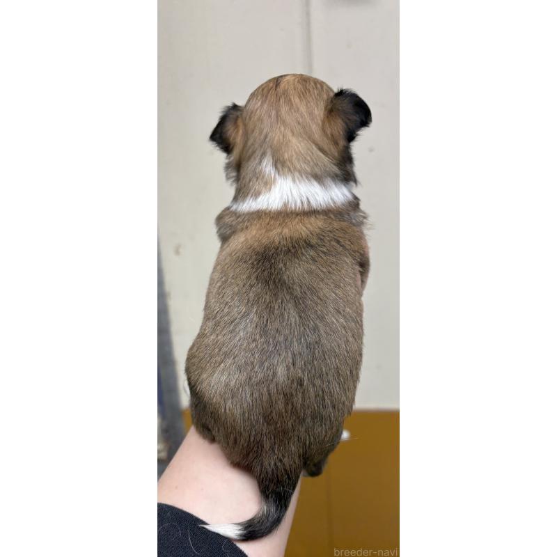 販売中の岐阜県のチワワ(ロングコート)-447977の6枚目