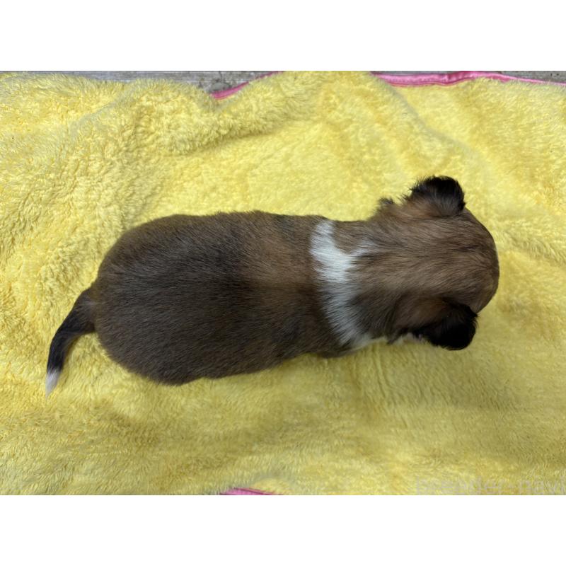 販売中の岐阜県のチワワ(ロングコート)-447977の4枚目