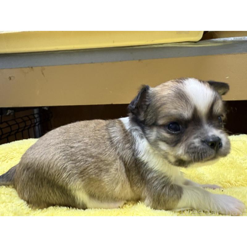 販売中の岐阜県のチワワ(ロングコート)-447977の3枚目