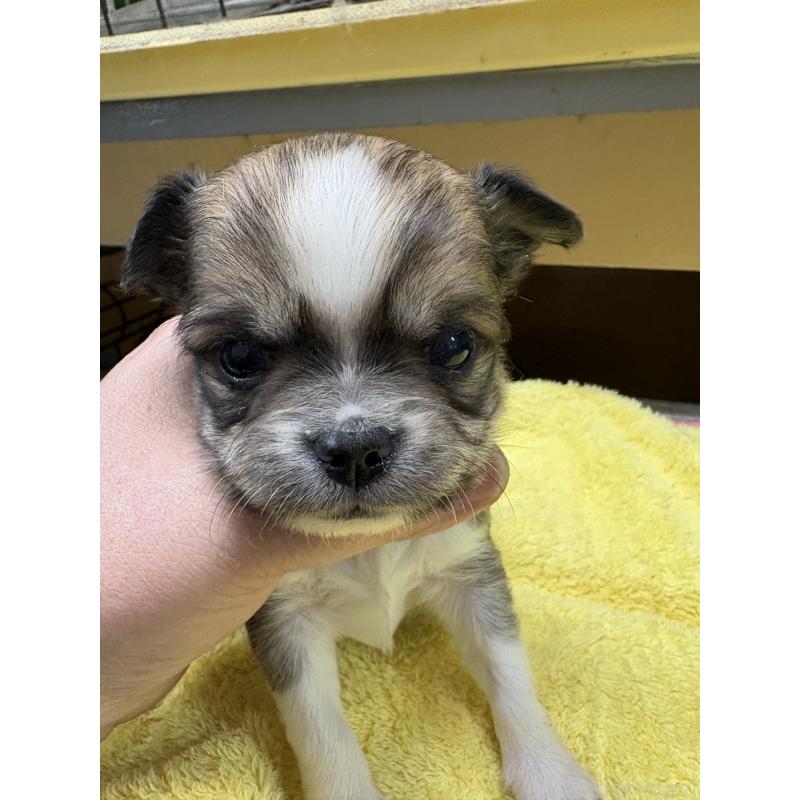 販売中の岐阜県のチワワ(ロングコート)-447977の2枚目