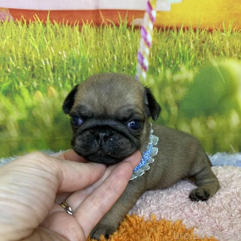 販売中の神奈川県のパグ-446611