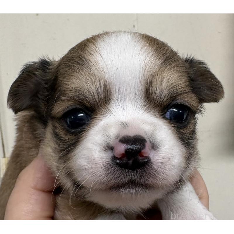 販売中の岐阜県のチワワ(ロングコート)-447978の8枚目