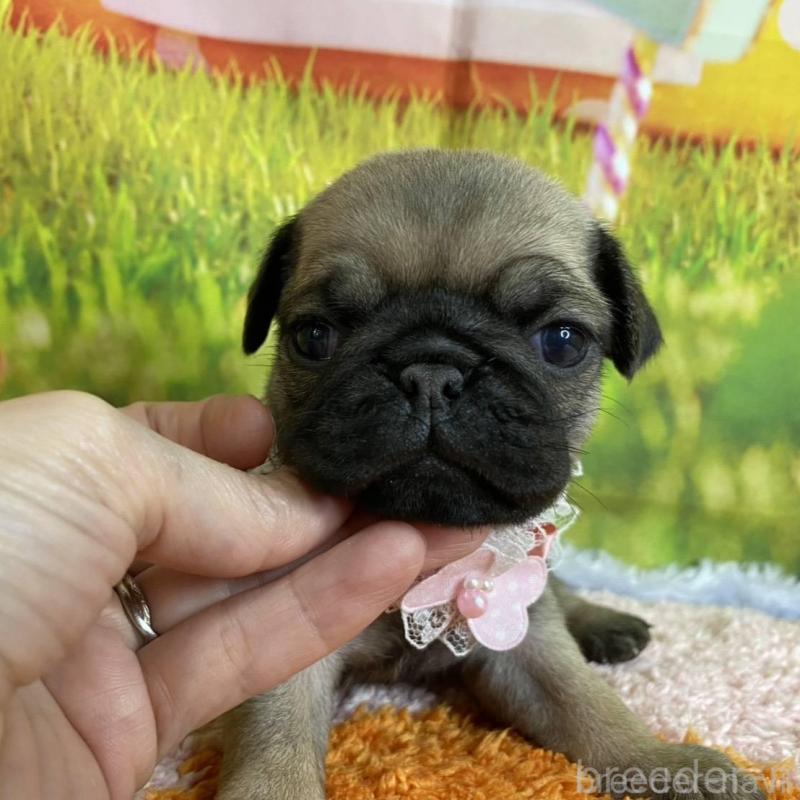 販売中の神奈川県のパグ-446609