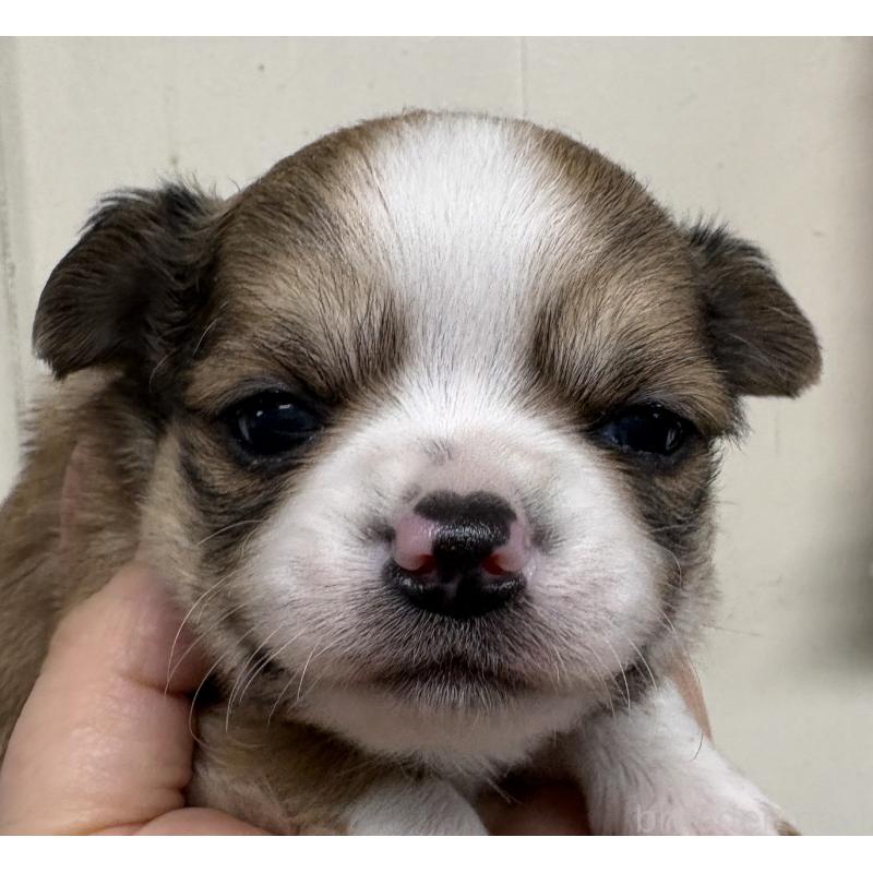 販売中の岐阜県のチワワ(ロングコート)-447978の7枚目