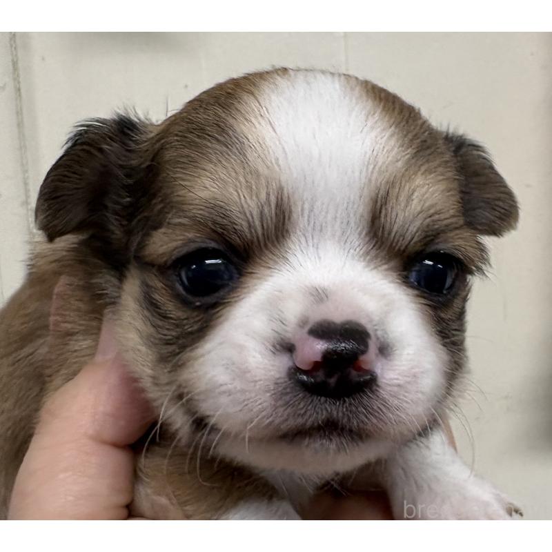 販売中の岐阜県のチワワ(ロングコート)-447978の6枚目