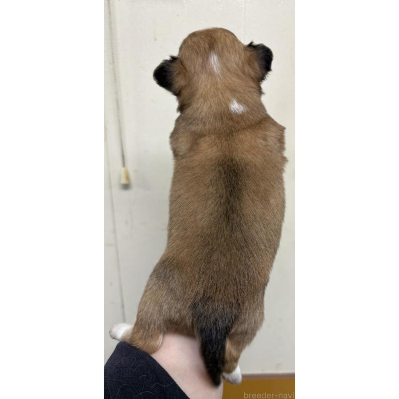 販売中の岐阜県のチワワ(ロングコート)-447978の5枚目