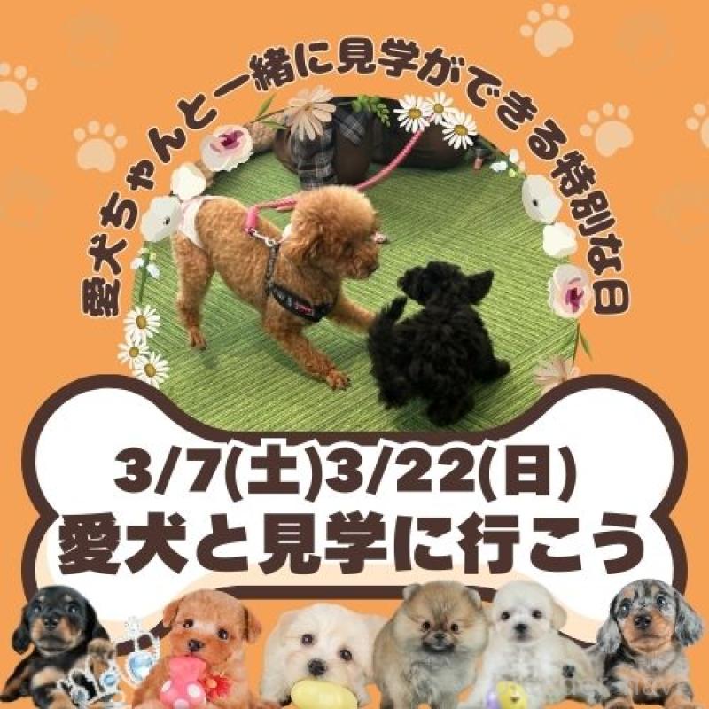 販売中の茨城県のマルチーズ-437372の3枚目