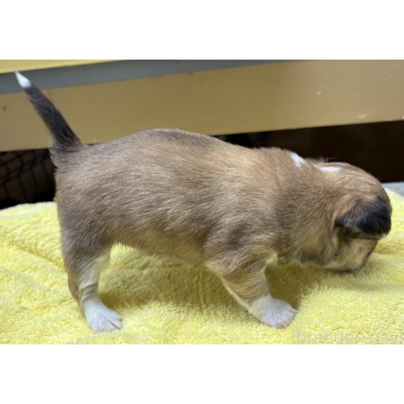 販売中の岐阜県のチワワ(ロングコート)-447978の4枚目