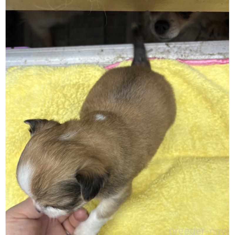 販売中の岐阜県のチワワ(ロングコート)-447978の2枚目