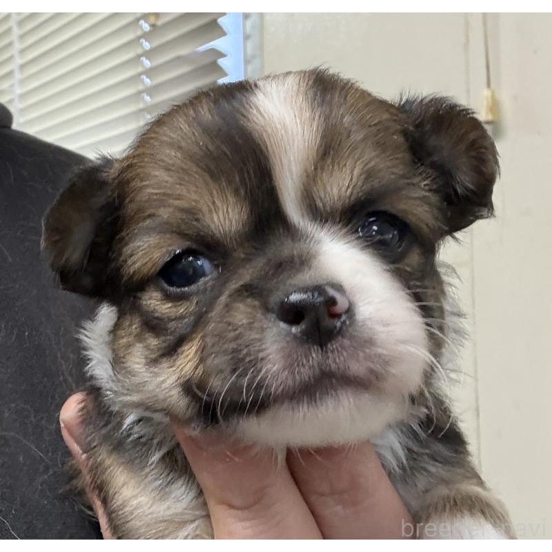 販売中の岐阜県のチワワ(ロングコート)-447979の8枚目