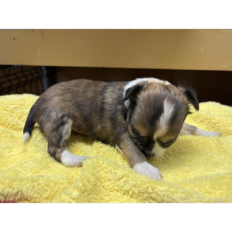 販売中の岐阜県のチワワ(ロングコート)-447979の6枚目