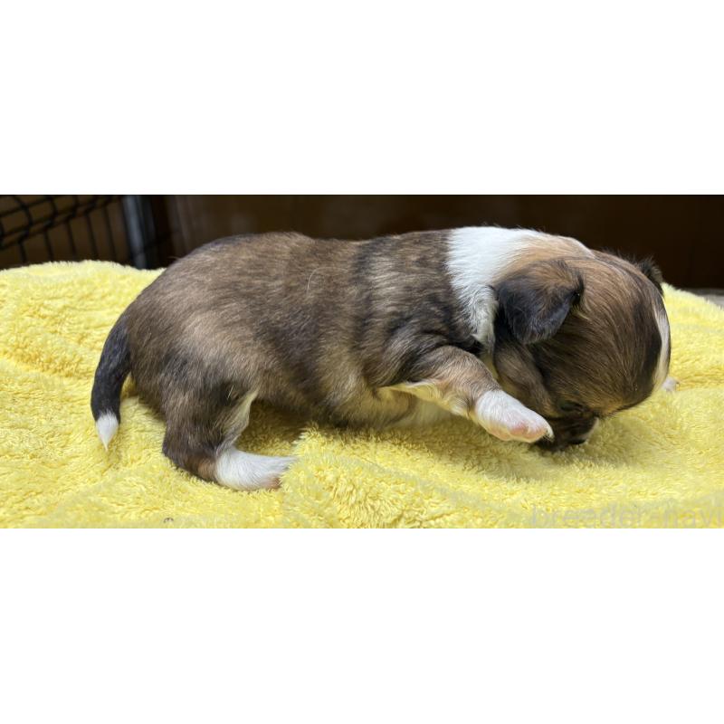 販売中の岐阜県のチワワ(ロングコート)-447979の4枚目