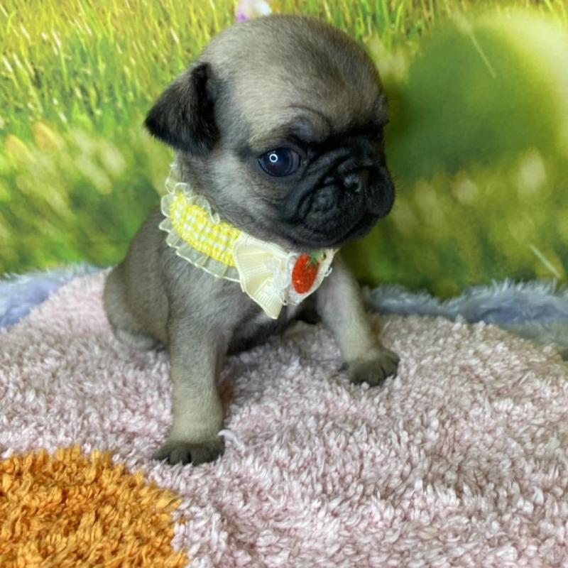 販売中の神奈川県のパグ-446606