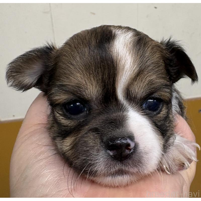 販売中の岐阜県のチワワ(ロングコート)-447979の2枚目