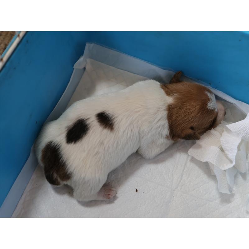 販売中の愛知県のジャックラッセルテリア-447980の4枚目