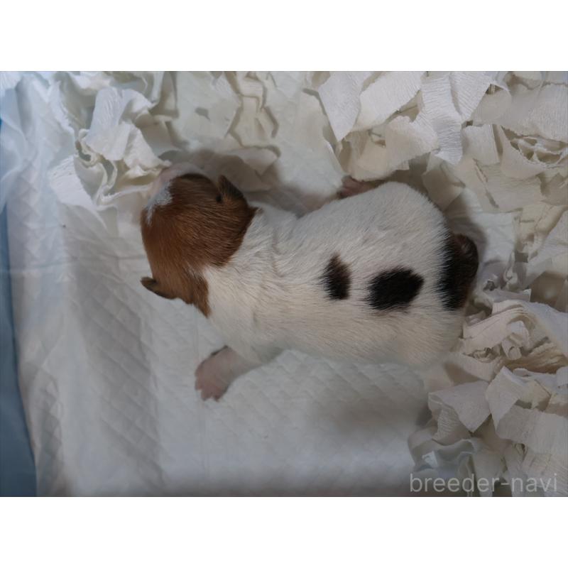 販売中の愛知県のジャックラッセルテリア-447980の3枚目