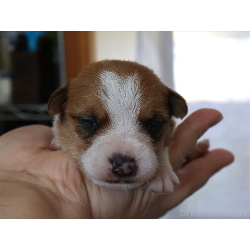 販売中の愛知県のジャックラッセルテリア-447980の2枚目