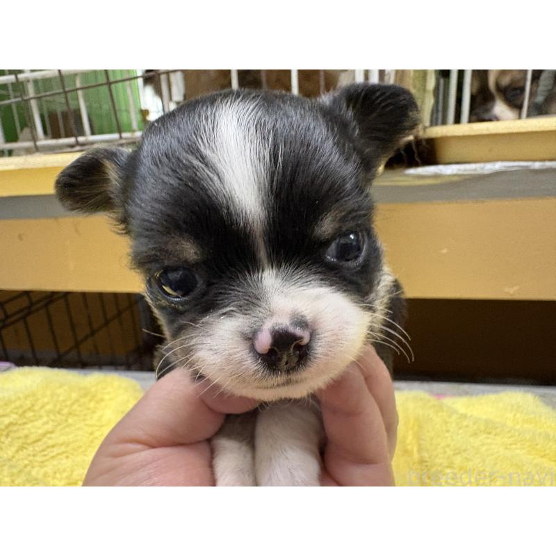 販売中の岐阜県のチワワ(ロングコート)-447981の8枚目