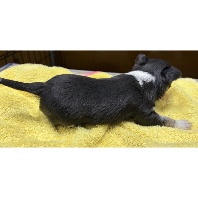 販売中の岐阜県のチワワ(ロングコート)-447981の7枚目