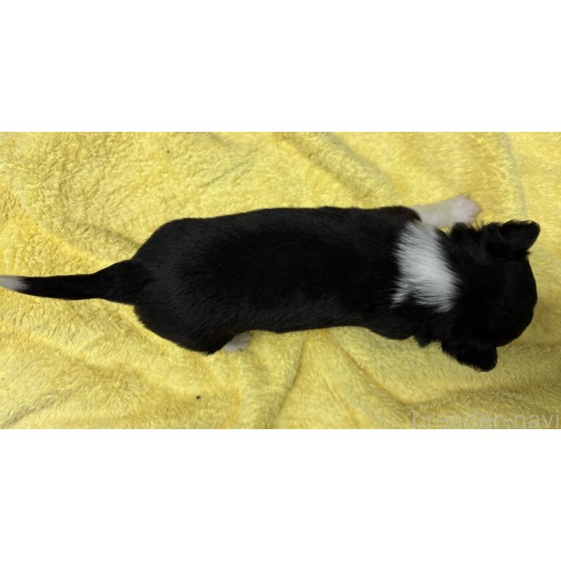 販売中の岐阜県のチワワ(ロングコート)-447981の6枚目