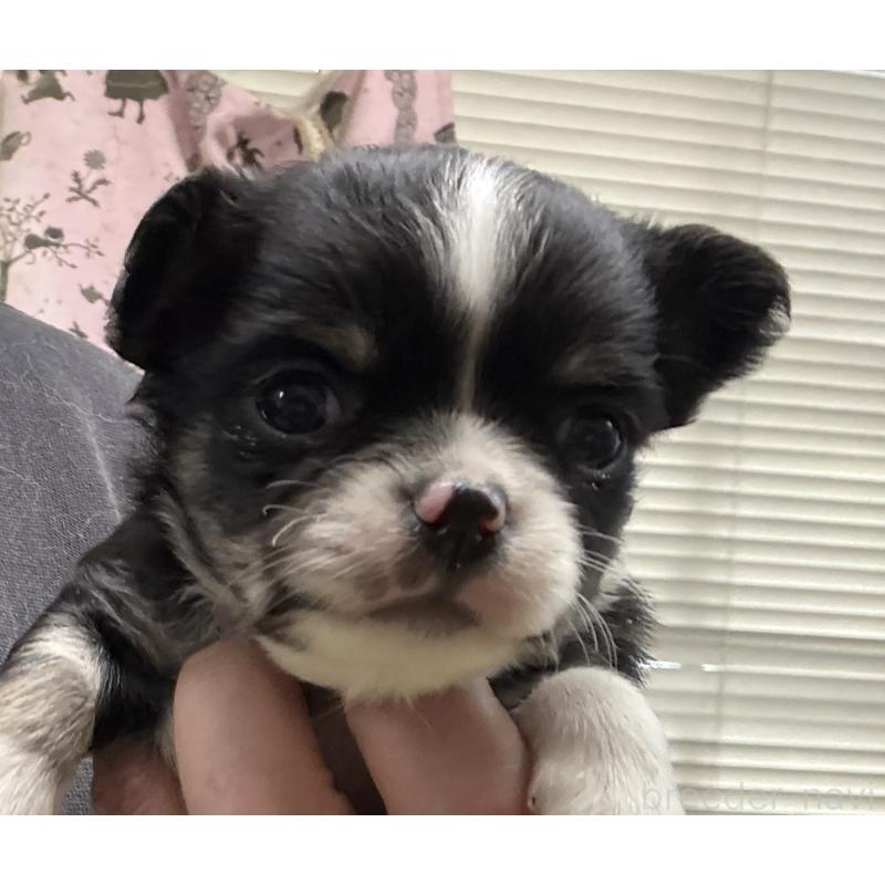 販売中の岐阜県のチワワ(ロングコート)-447981の5枚目