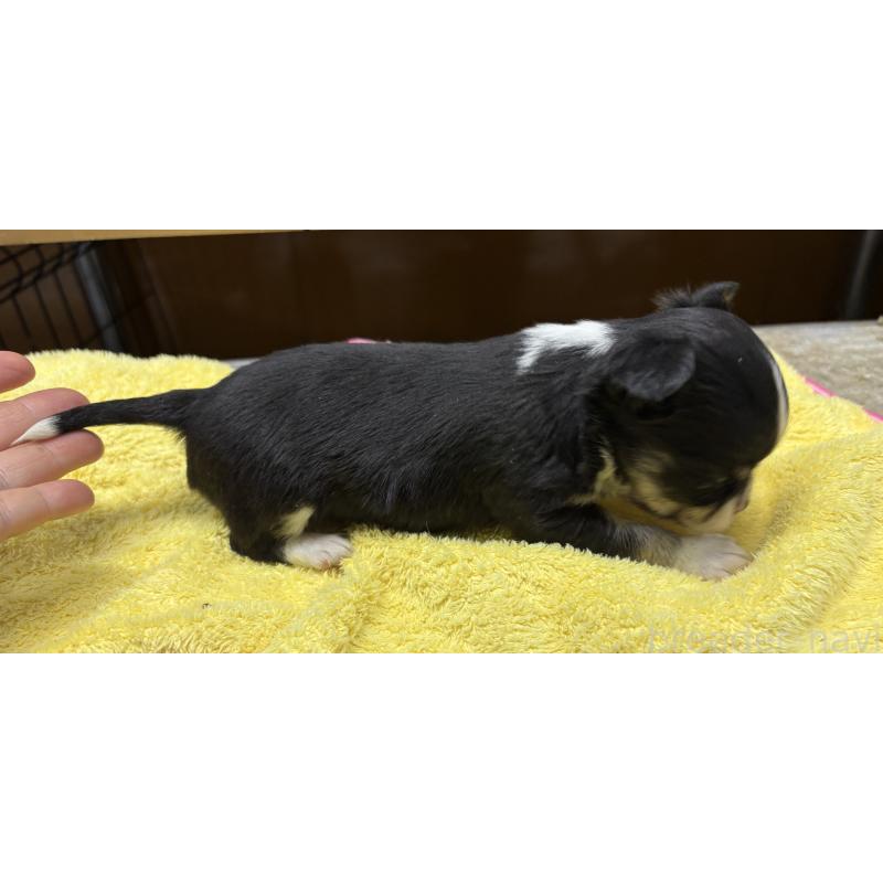 販売中の岐阜県のチワワ(ロングコート)-447981の3枚目