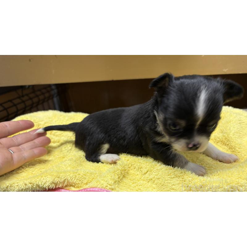 販売中の岐阜県のチワワ(ロングコート)-447981の2枚目