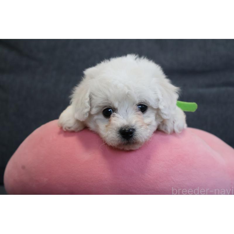 販売中の栃木県のビションフリーゼ-447982の7枚目