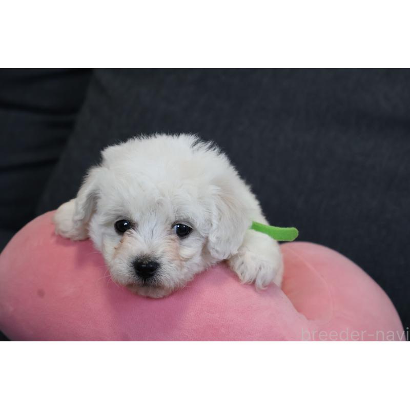 販売中の栃木県のビションフリーゼ-447982の6枚目