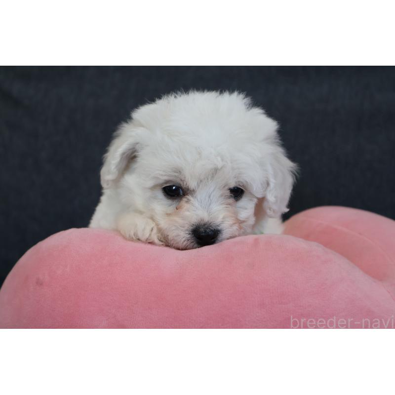 販売中の栃木県のビションフリーゼ-447982の2枚目